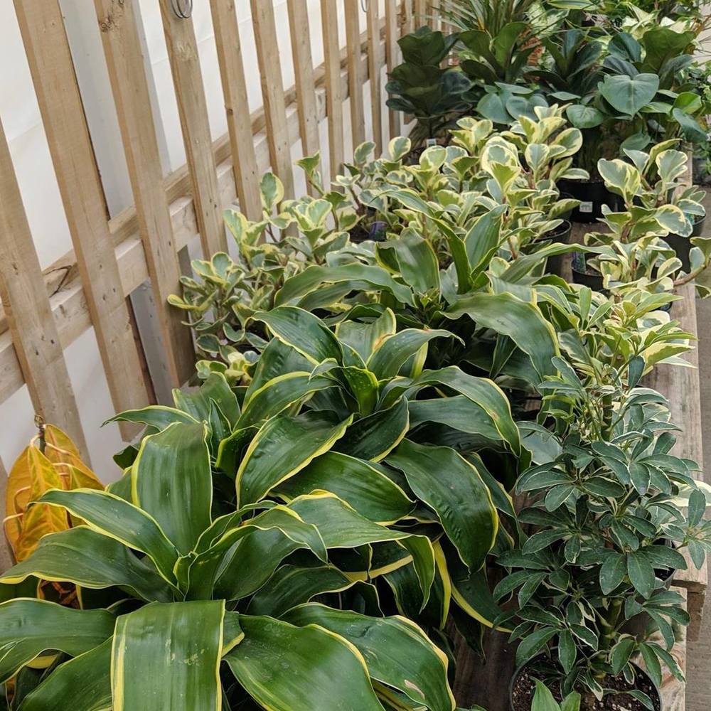 Meet your Posher, Tom